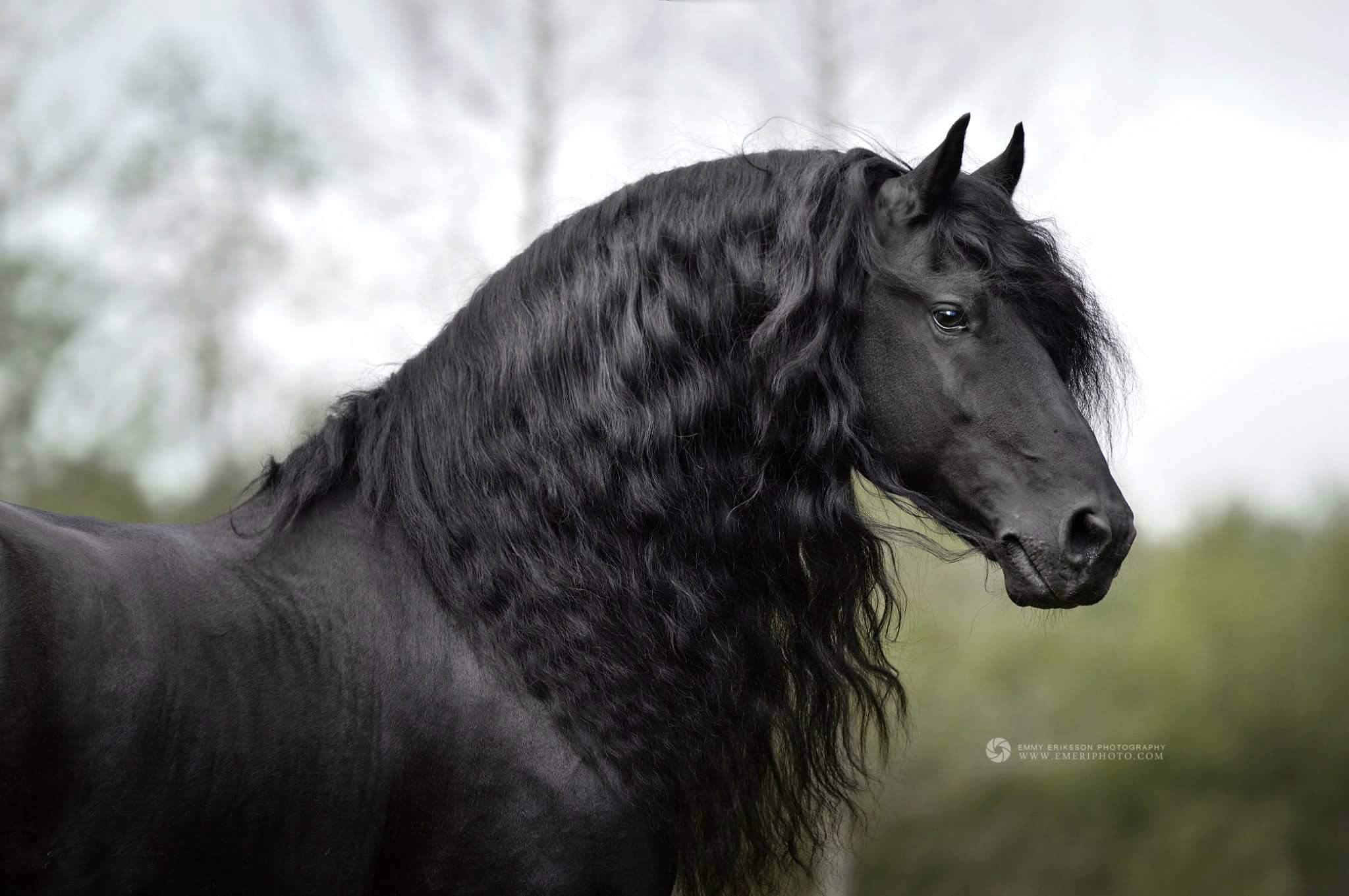 Images Of Friesian Horses @Emmy Eriksson